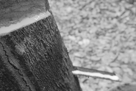 rubber-tree-black-white.jpg