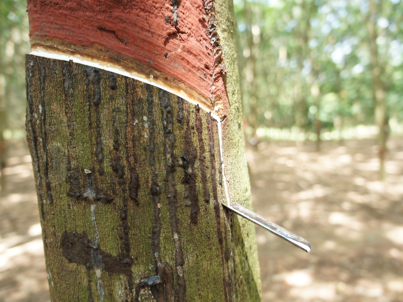 caoutchouc rubber tree.jpg